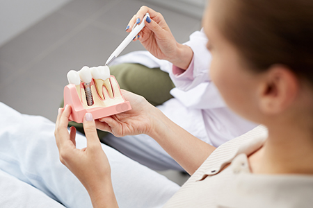 A dental professional holding a model mouth with a tooth missing, examining it closely.